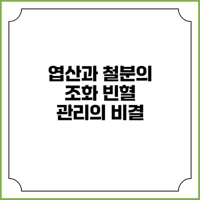 엽산과 철분의 조화: 빈혈 관리의 비결